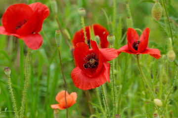 赤いポピーの花
