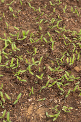 Green tomato seedling in soil in a garden.