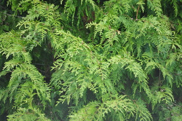 Lush Green Cedar Foliage in nature
