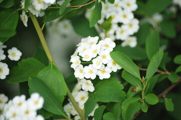 Close-up of Purple and Blue Wildflower in Natural Habitat