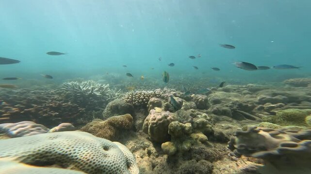 Underwater footage of great barrier reef