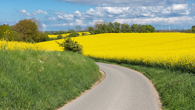 Landschaft im Fr&uuml;hling mit bl&uuml;henden Rapsfeldern bei Wandelwitz (Gremersdorf), Stra&szlig;e nach Heiligenhafen in Schleswig-Holstein, Deutschland.