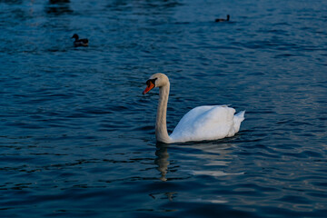 Graceful Swan at Sunset on Lake Garda