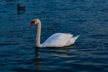Graceful Swan at Sunset on Lake Garda