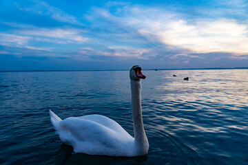 Graceful Swan at Sunset on Lake Garda