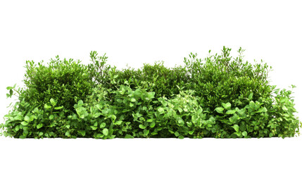 Fototapeta premium Lush Green Garden Bushes Isolated on Transparent PNG Background for Landscaping, Nature Design, and Outdoor Gardening Projects