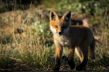 Red fox kit