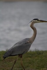 Grey heron bird in natural habitat in san diego california  profile view close up
