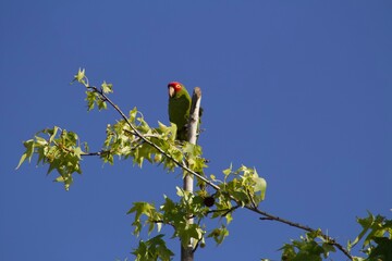 psittacara green feathered red head parrot in the wild perched on tree in san diego california