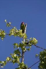 psittacara green feathered red head parrot in the wild perched on tree in san diego california