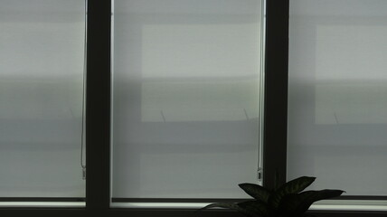 Minimalist Interior with Window Blinds and Indoor Plant, Soft Light Filtering Through Roller Shades...