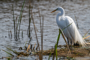 Great egret standing in a shallow lake.