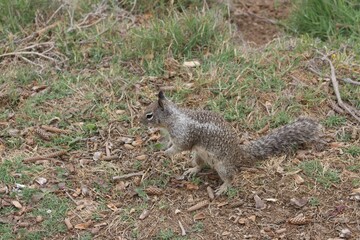 Squirrels in foliage by ocean in la jolla cove san diego california