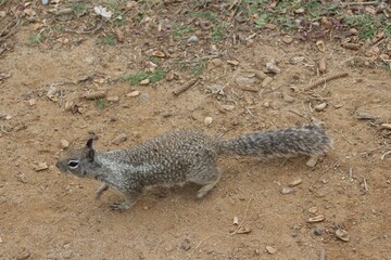 Fototapeta premium Squirrels in foliage by ocean in la jolla cove san diego california