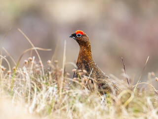 Red Grouse, Lagopus scotica, Male of bird on Scotish Moors