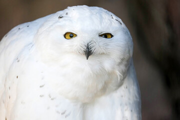 Fototapeta premium Snowy Owl close-up
