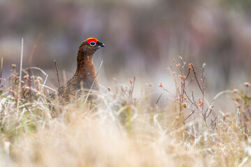 Red Grouse, Lagopus scotica, Male of bird on Scotish Moors
