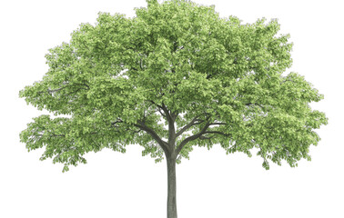 Fototapeta premium A Lush Green Tree With A Full Canopy Of Leaves Isolated On A Transparent Background