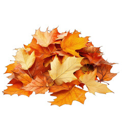 Fototapeta premium A Pile Of Autumn Leaves In Various Shades Of Brown Orange And Yellow Against A Transparent Background