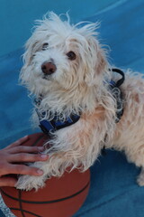 Fluffy white dog standing with paw on orange basketball on blue basketball court