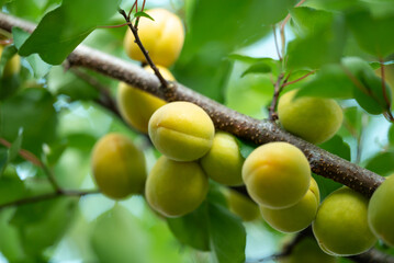 Branch of green unripe apricots. Close up of branch of ripening apricots on a tree, nice harvest of...