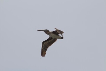 Close up of bird gull sea bird flying in flight in sky wings spread out san diego california