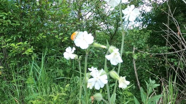 a butterfly (Anthocharis cardamines) sits on a white campion (Melandrium album) flower, then flies away