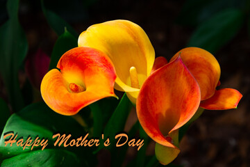 Orange and yellow or coral colored Calla Lily flowers with vibrant bi-colors, trumpet-shaped...