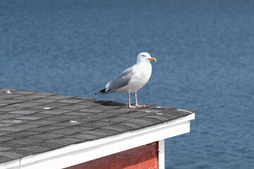 An Iceland Gull perched on the top of a red shed's roof. There's water in the background. The bird is medium-sized, with a pale gray back, white head and belly, black tail, and pinkish legs and feet.