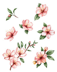 Set of watercolor illustrations of blooming sakura, peach, apple, and apricot branches and individual flowers with green leaves on a white background. For illustrations of spring, blooming, tenderness