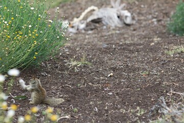 Bird carcass with spine bone out in la jolla cove san diego california