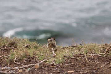 Chubby California Ground Squirrel close up close up at La Jolla Cove San Diego California with ocean in background
