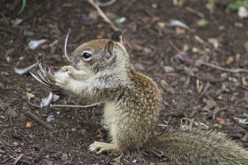 California Ground Squirrel eating leftover bird carcass meat close up at La Jolla Cove San Diego...