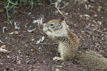 California Ground Squirrel eating leftover bird carcass meat close up at La Jolla Cove San Diego California