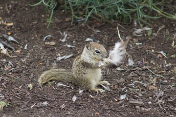 California Ground Squirrel eating leftover bird carcass meat close up at La Jolla Cove San Diego...
