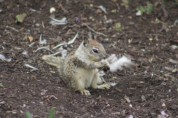 California Ground Squirrel eating leftover bird carcass meat close up at La Jolla Cove San Diego...