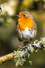 European Robin, Erithacus rubecula, bird on branch in forest