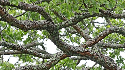 Detailed Closeup of Tree Branches with Lichen and Green Leaves