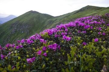 Obraz premium Mountains
