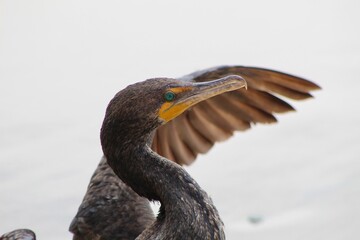 Green eyed cormorant spreading its wings profile view with ocean in back at Torrey Pines State reserve san diego california