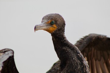 Green eyed cormorant spreading its wings profile view with ocean in back at Torrey Pines State reserve san diego california