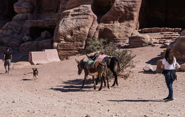 Donkeys for riding and tourists explore the ruins of Petra walking down the main street