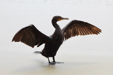 Green eyed cormorant spreading its wings profile view with ocean in back at Torrey Pines State reserve san diego california