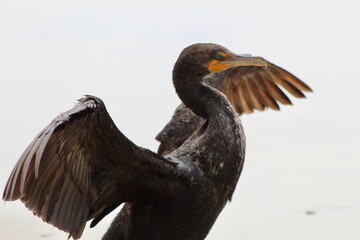 Green eyed cormorant spreading its wings profile view with ocean in back at Torrey Pines State reserve san diego california