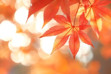 Autumn sun, misty mountains, maple leaves, red