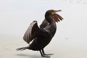 Green eyed cormorant spreading its wings profile view with ocean in back at Torrey Pines State reserve san diego california