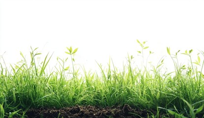 Obraz premium Lush Green Grass and Plants Emerging from Soil Against White Background
