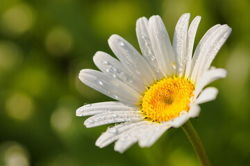 Obraz premium Close up of a beautiful daisy flower with water droplets and vibrant details in nature.