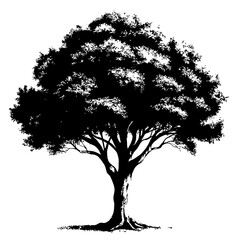 Vector Silhouette of a Tree with Round Crown on White Background