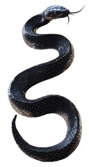 Fototapeta premium Black snake, coiled, viewed from above. Detailed scales and a pointed snout are visible on the reptile's body